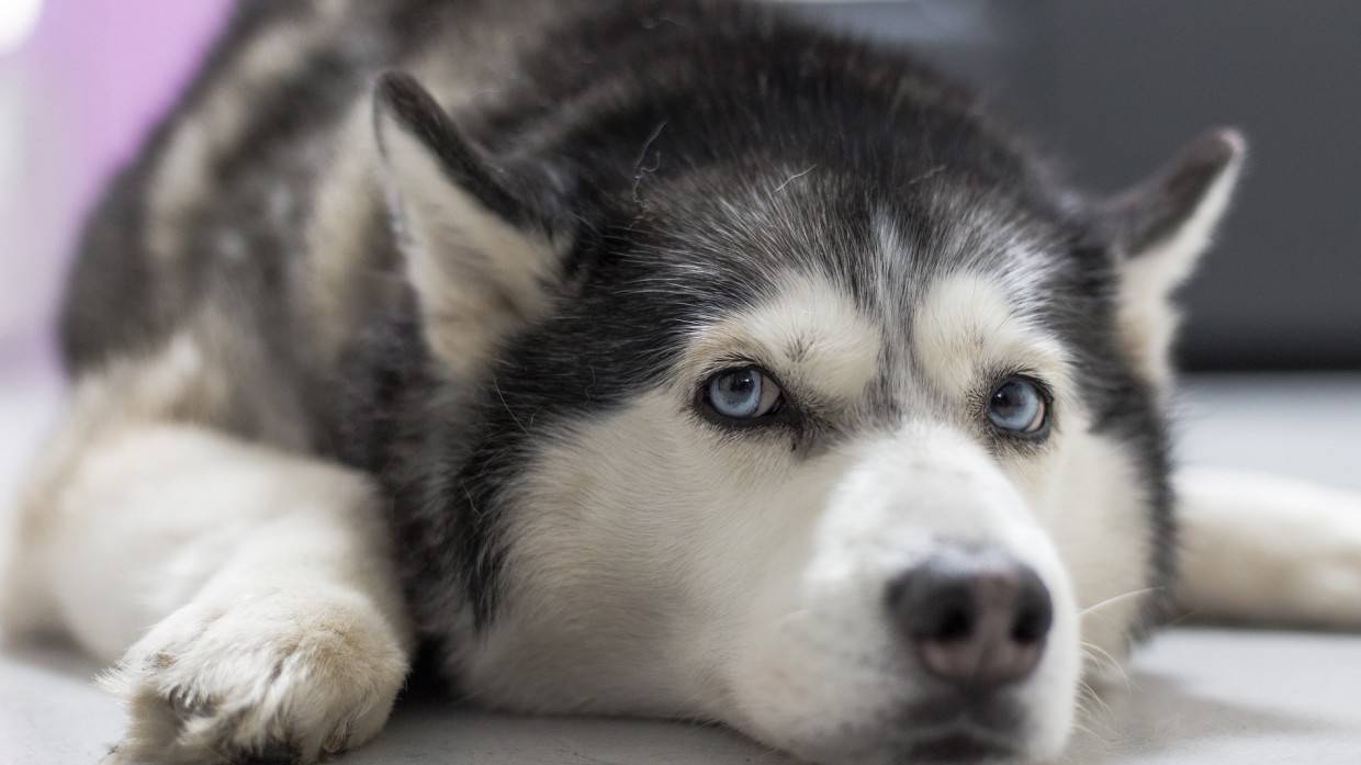 Психолог Стенли Корэн перечислил породы самых непослушных собак