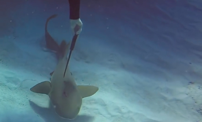Акула с ножом в голове попросила помощи у дайвера и он решил рискнуть акула