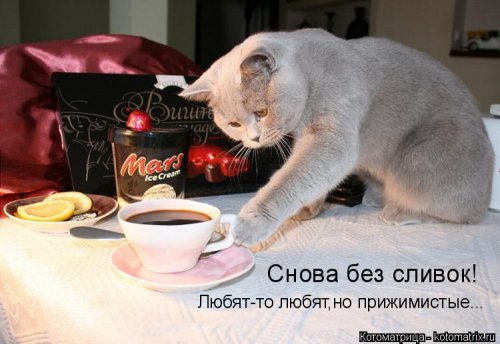 Свежая котоматрица для всех (20 шт)