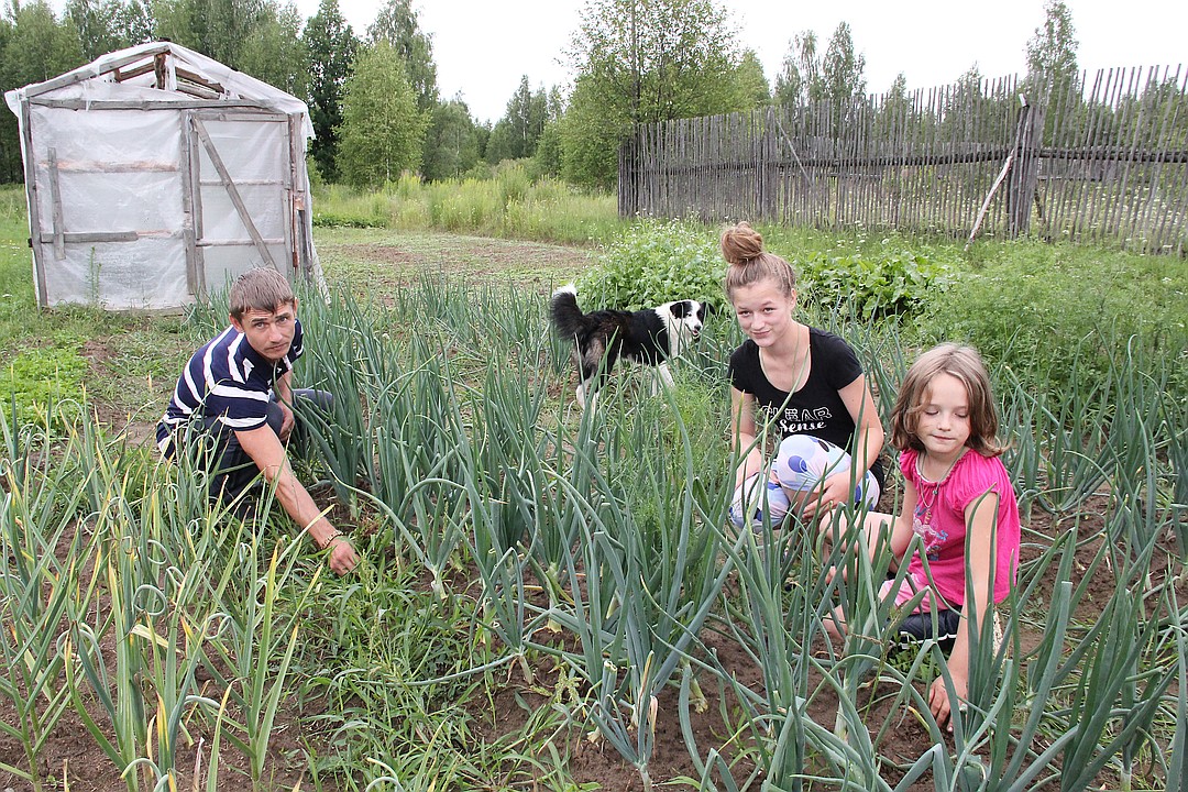 Федор с дочерьми сажают картошку, свеклу, огурцы и морковь в огороде. Питаются тем, что вырастет Фото: Роман ИГНАТЬЕВ