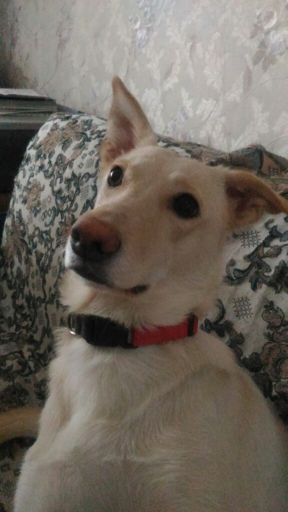 собака в доме