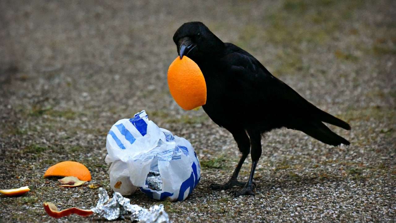 Тарифы на вывоз мусора могут вырасти в России на 5%