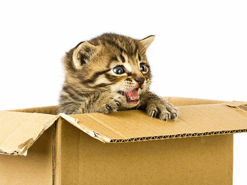 Лай показался таким знакомым, что Вера даже шагнула вперёд...