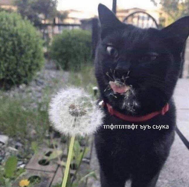 Подборка мемов и картинок для поднятия настроения 