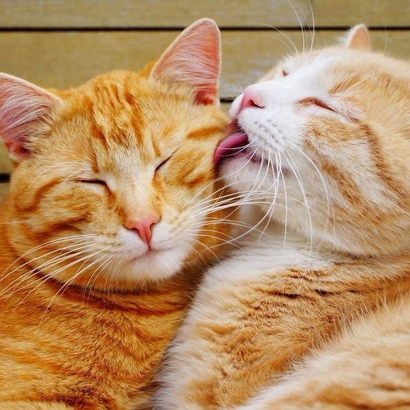 Написала письмо Деду Морозу. Отдала мужу. Жду веселые картинки