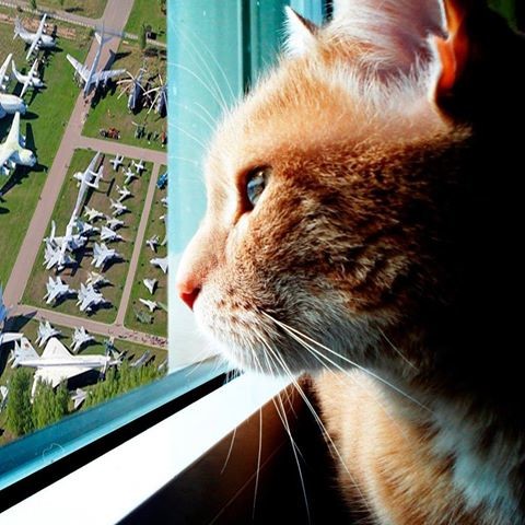 Комдив и Кот военный аэродром, животные, комдив, кот, чкаловский