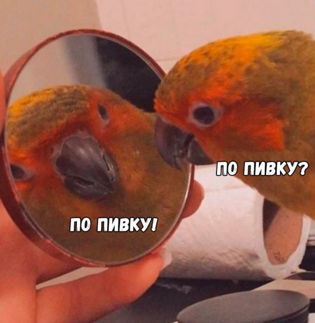 Подборка прикольных картинок Подборка прикольных картинок смешные картинки