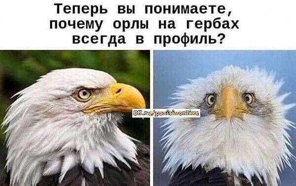 Купил умный утюг. Полдня рассуждали с ним о смысле жизни Купил умный утюг. Полдня рассуждали с ним о смысле жизни Купил, история , будем, сервисов, российских, других, многих, белого, Красного, Правда, меня , успокоительный, прям , напоследок , делать, бесит, сбора, этого, запах, пачку