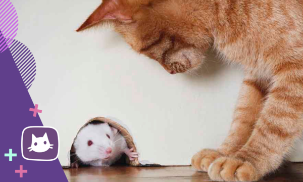 Почему мыши - самая лучшая вкуснятина для кошки супер
