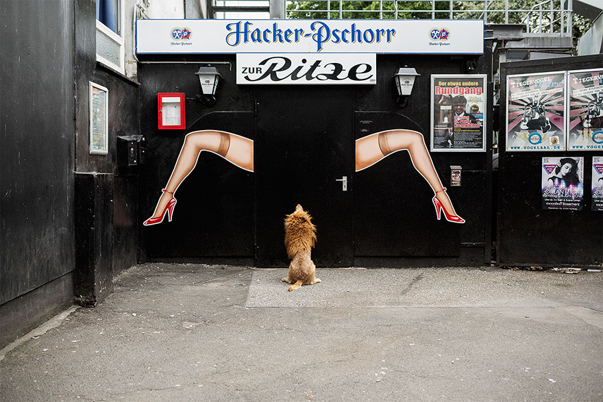 бездомная собака превратилась в льва