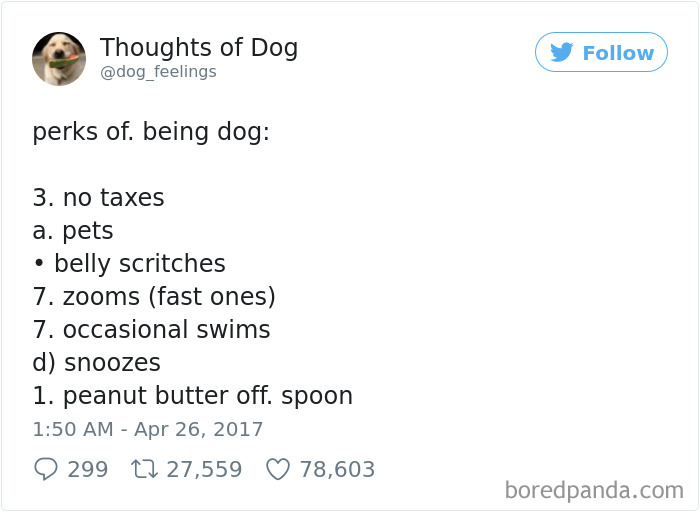 Dog Thoughts