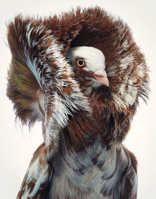 Красочные портреты необычных и исчезающих птиц в фотопроекте Тима Флэка исчезновение,мир,природа,птицы,редкость