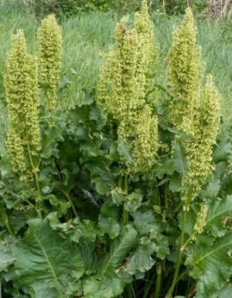 Щавель конский