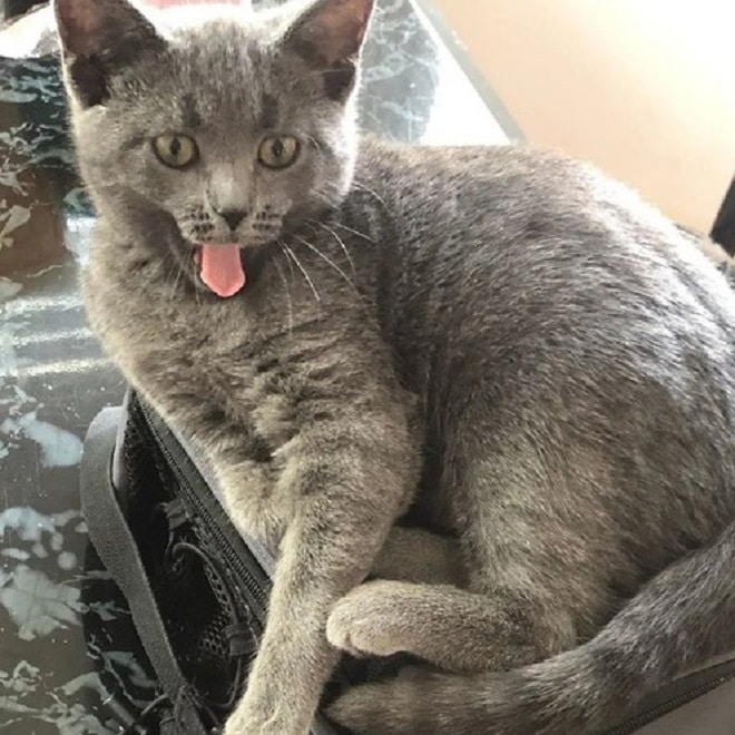 Котенок зевает