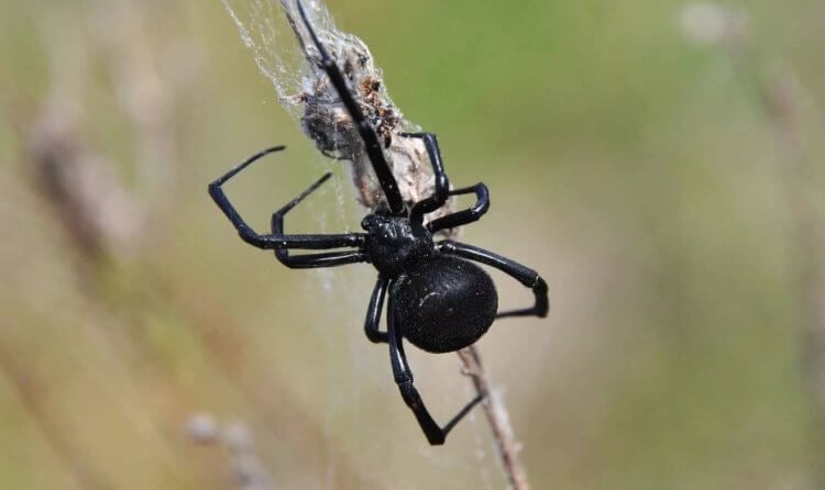 Самый ядовитый паук в России — его укус мучает 2 недели и может убить вдовы, черной, каракурта, вдова, может, укуса, черная, только, паука, России, людей, человека, человек, гнезда, создания, других, каракурт, которые, также, можно