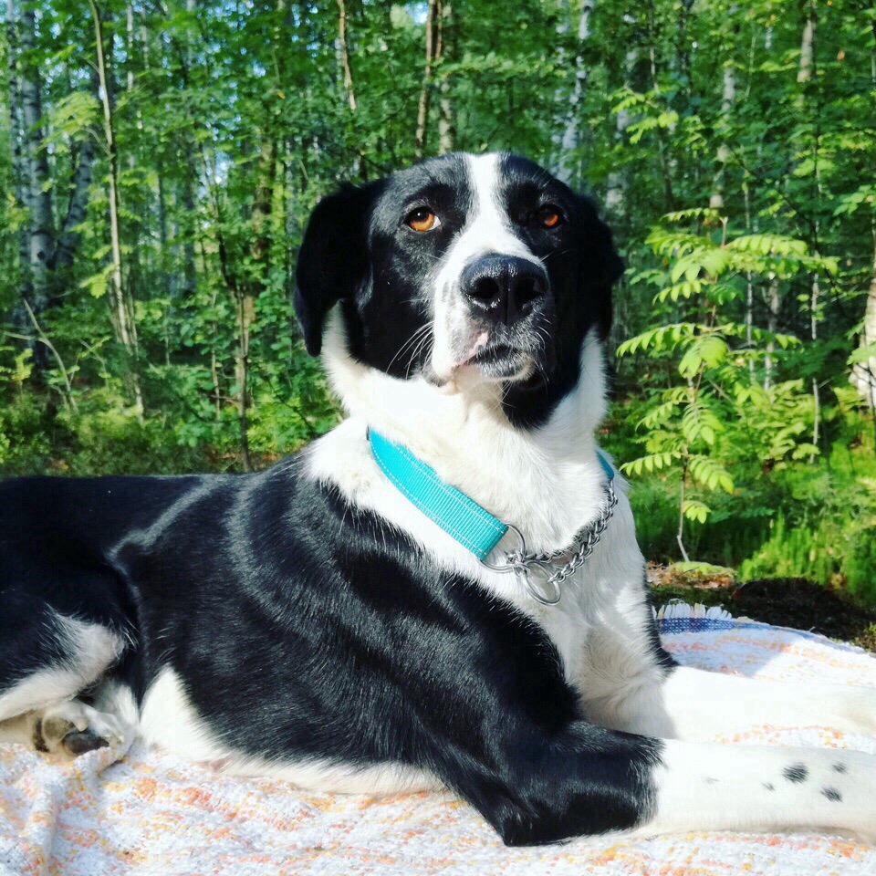 собака на прогулке