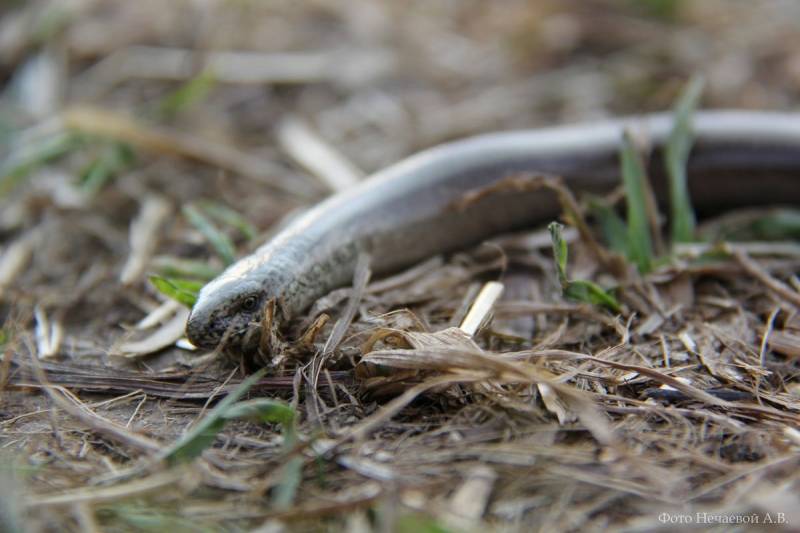 Веретеница ломкая  ( лат. Anguis fragilis)  — ящерица, похожая на змею