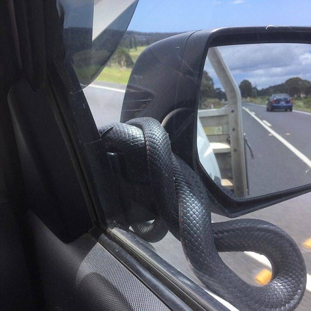 Необычный «пассажир» прокатился на боковом зеркале автомобиля в Австралии Австрали, в мире, животные, змея, пассажир