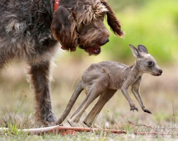 интересное, животные, фото