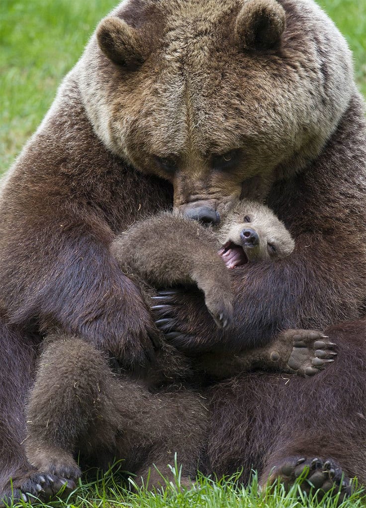 оба трогательные фото животных с детенышами вот именно