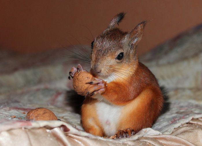 Животные, белка, позитив