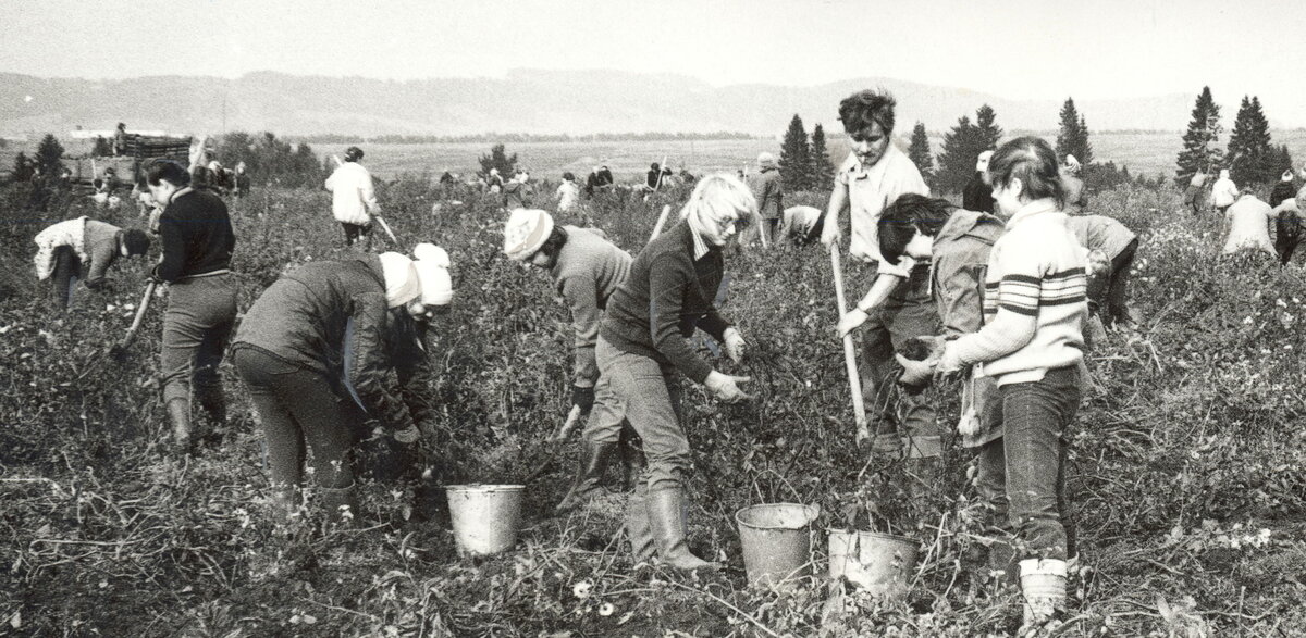 Студенты собирают урожай на колхозном поле.