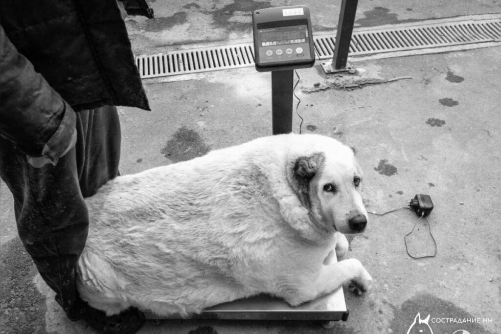 Знаменитый пес Кругетс, весивший 100 кг, умер в Нижнем Новгороде