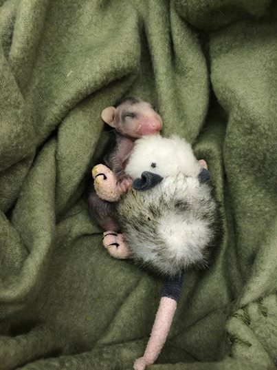 маленький опоссум 