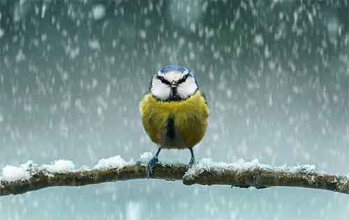 Ми-ми-ми наоборот: Когда животное не в духе животные,фото