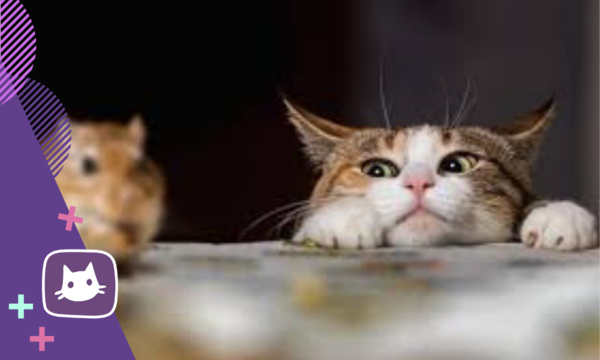 Почему мыши - самая лучшая вкуснятина для кошки Почему мыши - самая лучшая вкуснятина для кошки супер