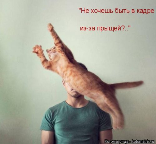 Лучшая котоматрица недели