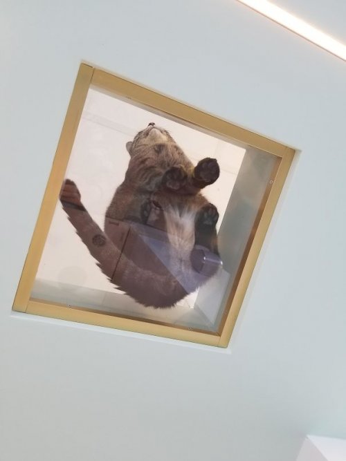 Каждый владелец кошки просто обязан иметь дома стеклянный стол, чтобы увидеть такую прелесть! Каждый владелец кошки просто обязан иметь дома стеклянный стол, чтобы увидеть такую прелесть!