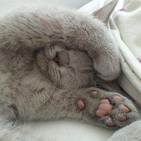 Написала письмо Деду Морозу. Отдала мужу. Жду веселые картинки