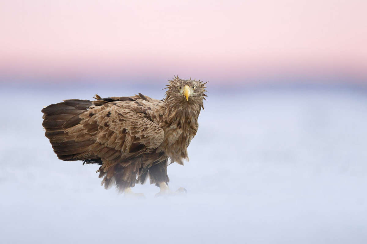 Лучшее с конкурса Bird Photographer of the Year 2018