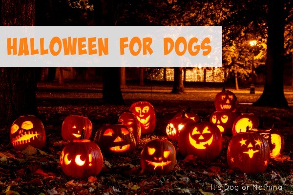 How are you spending Halloween with your dog? Halloween can be a lot of fun or extremely stressful. We've rounded up some ways to make it a great time of year!