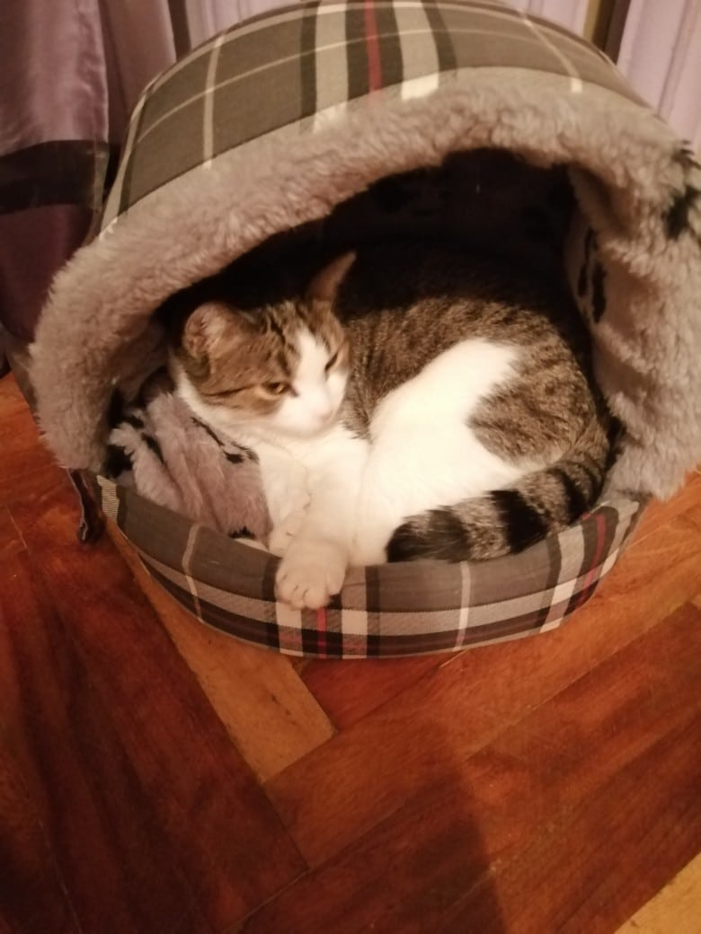 кошка в доме