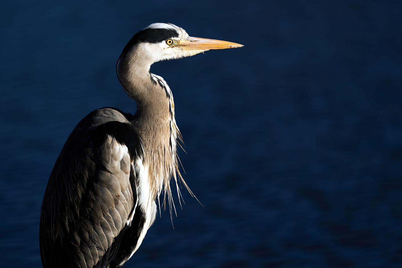 Кто такие птицы природа,Путешествия,фото