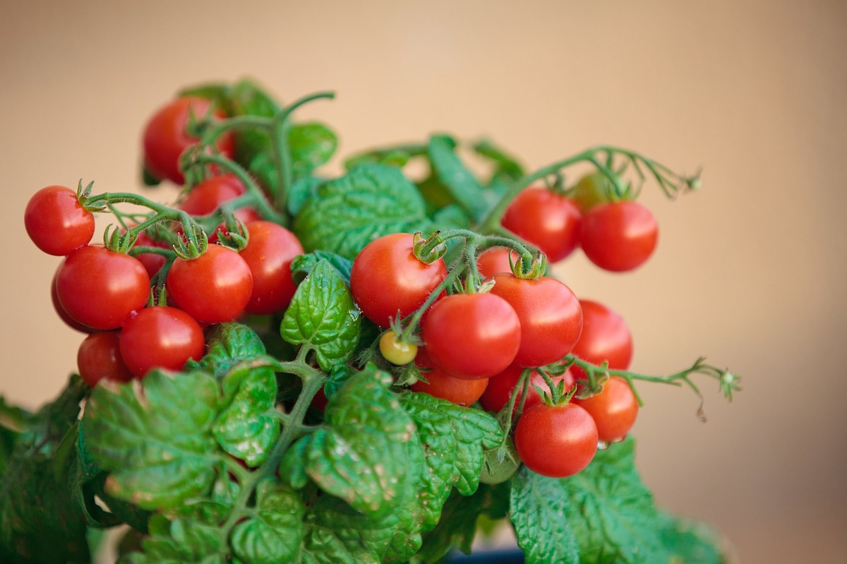 Какие овощи и фрукты можно выращивать в домашних условиях?