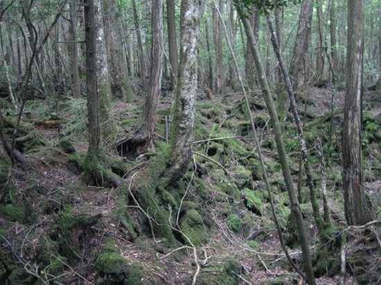 10 самых необычных и удивительных лесов планеты деревьев, возле, время, Здесь, Арденны, Рыжий, ТриллемаркаРоллагсфьелл, множество, также, сосен, Сейчас, около, площадь, самоубийств, находится, Однако, здесь, древнего, Темный, ученые