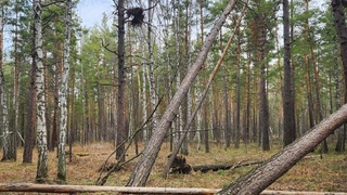 Последствия ветровала / Фото: Алексей Эбель