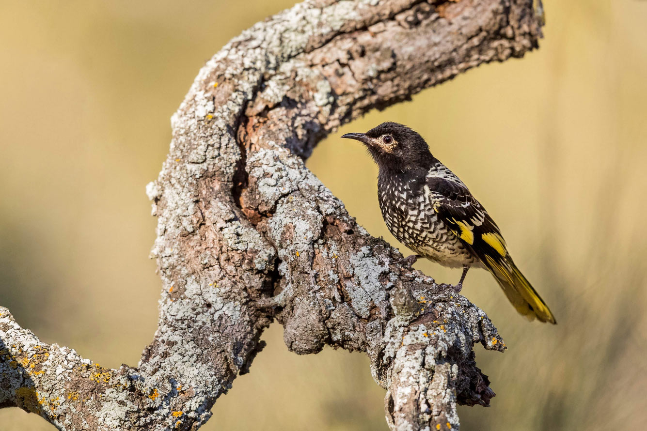 Кто такие птицы природа,Путешествия,фото