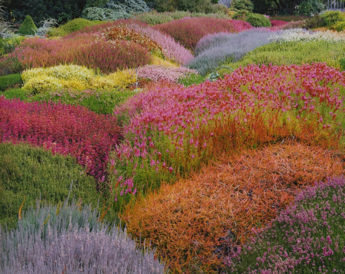 Летний сад вереск, Калифорния, 1998 год. Автор: Christopher Burkett.