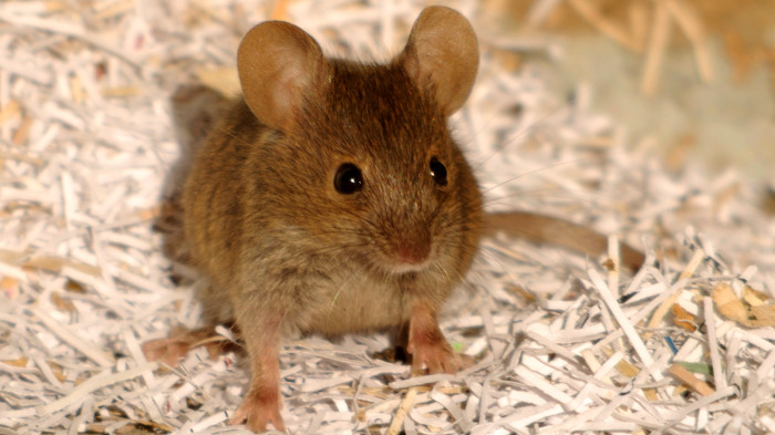 Домовая мышь. \ Фото: woodlandtrust.org.uk.