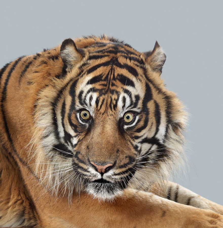 Портреты больших кошек фотографа Perou 