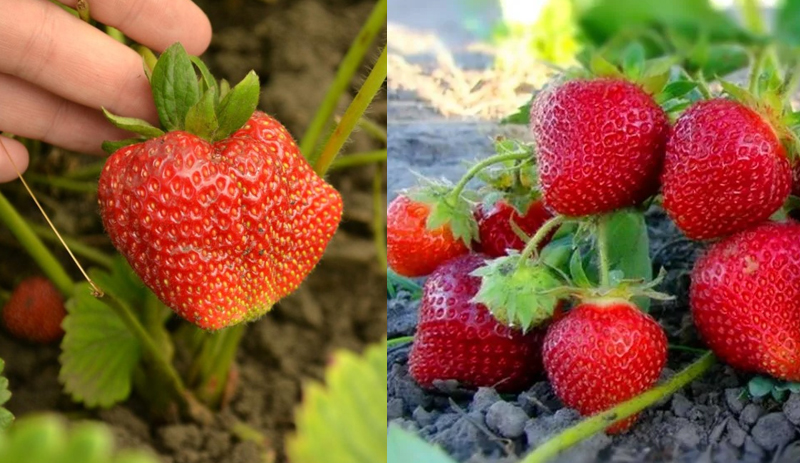 Сладкая и сочная клубника круглый год на столе ,  это не фантастика )))