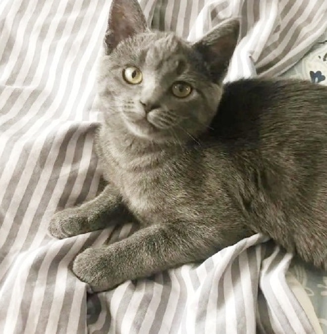 Котенок на кровати