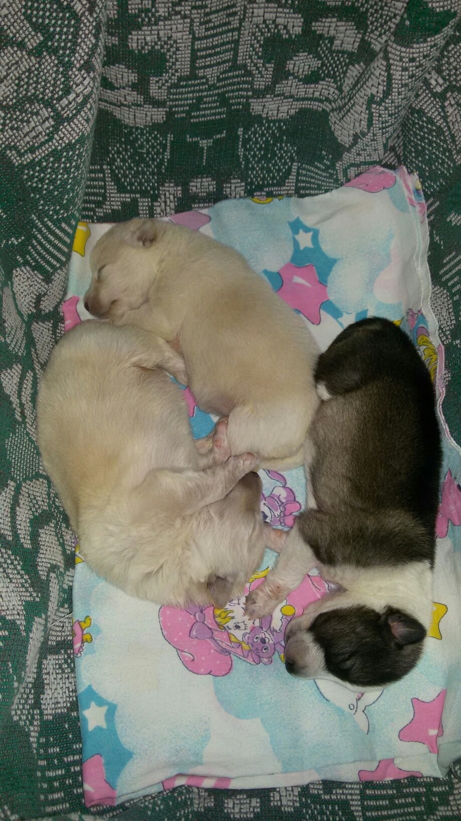 спящие щенки