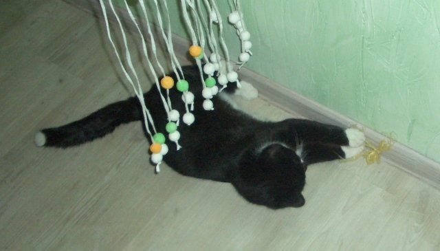 Предпочитает натуральное животные, котенок, котенок играет, коты, питомцы