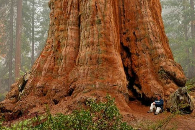 Самое большое дерево на Земле уже на 115 метров в высоту и продолжает расти