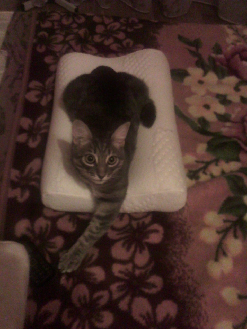 Кот начал какать на кровать